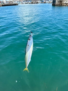 サバの釣果