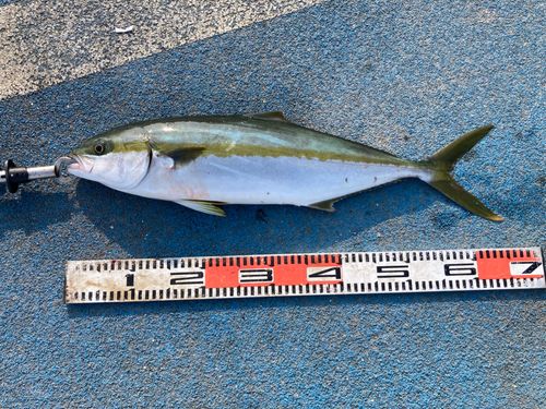 ワラサの釣果
