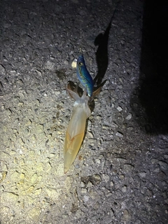 ケンサキイカの釣果