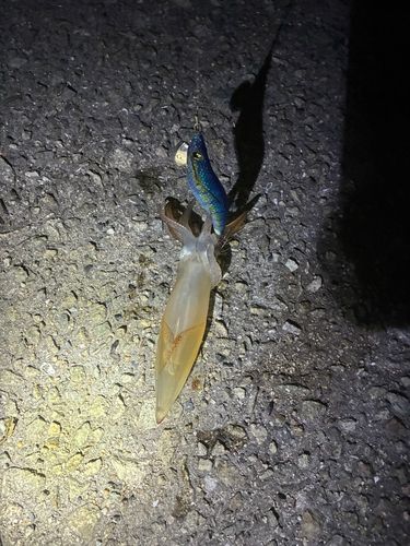 ケンサキイカの釣果