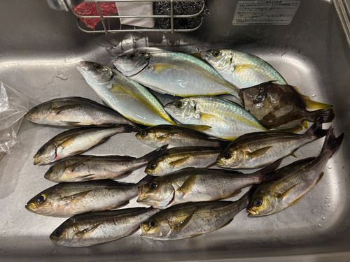シマアジの釣果