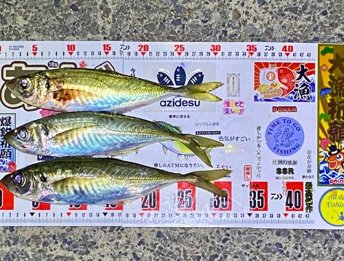 マアジの釣果
