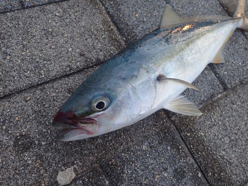 フクラギの釣果