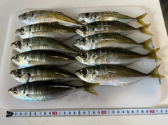 アジの釣果