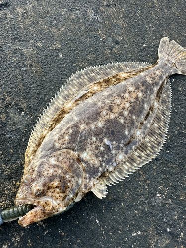 ヒラメの釣果