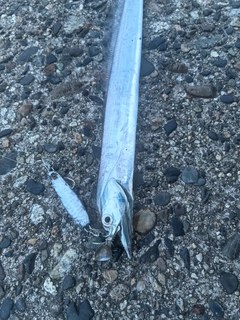 タチウオの釣果