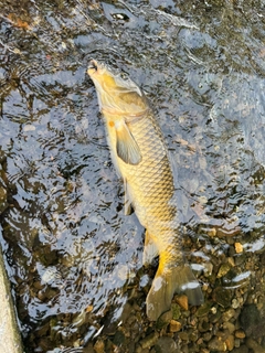 コイの釣果