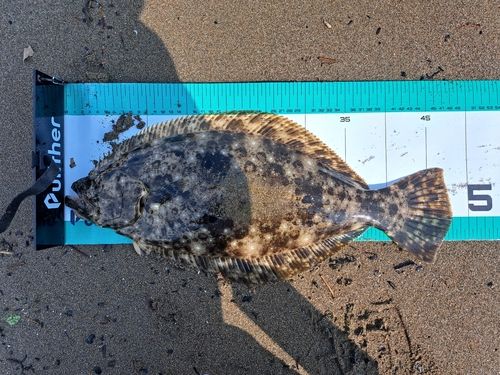 ヒラメの釣果
