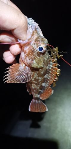 ガシラの釣果