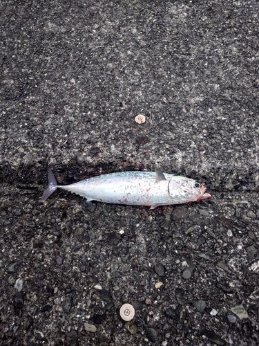 ソウダガツオの釣果