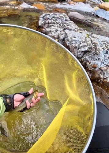 アユの釣果