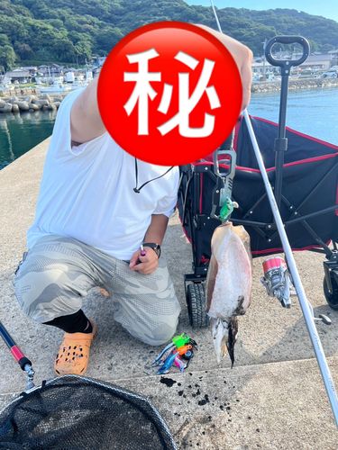 モンゴウイカの釣果