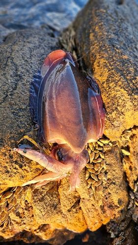 モンゴウイカの釣果