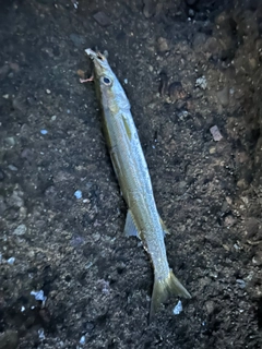 カマスの釣果