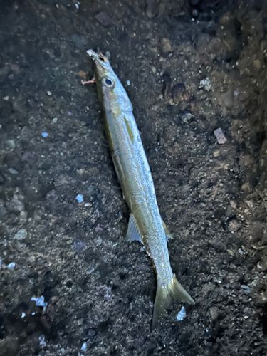 カマスの釣果