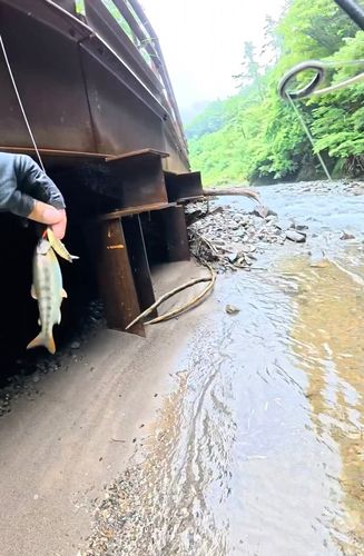 アマゴの釣果