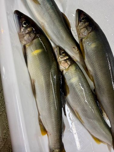 アユの釣果