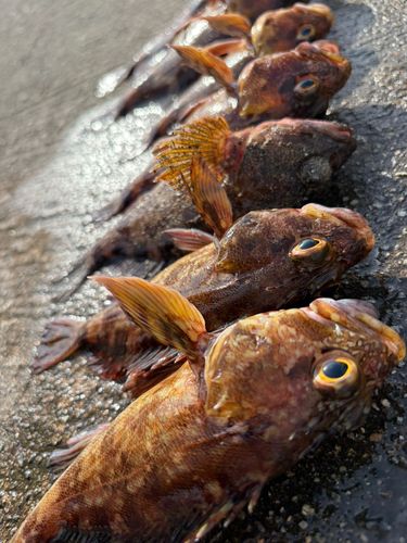 サゴシの釣果