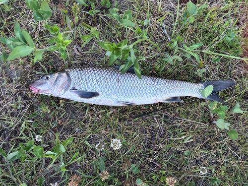 ニゴイの釣果