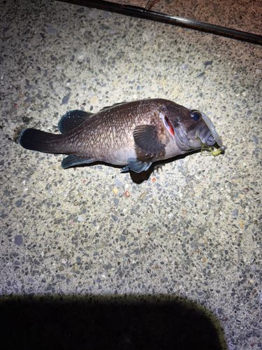 ソイの釣果