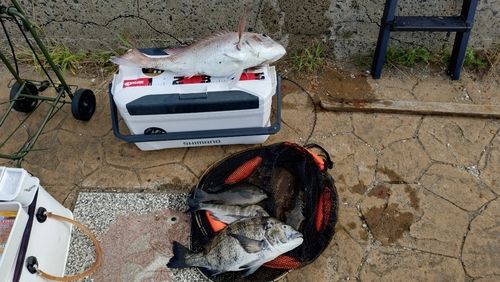 タイの釣果
