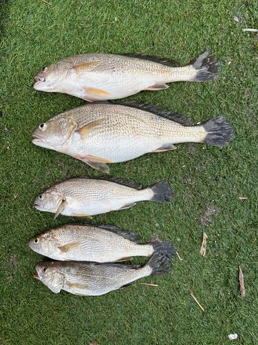イシモチの釣果