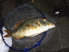 タマンの釣果