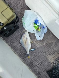 キビレの釣果