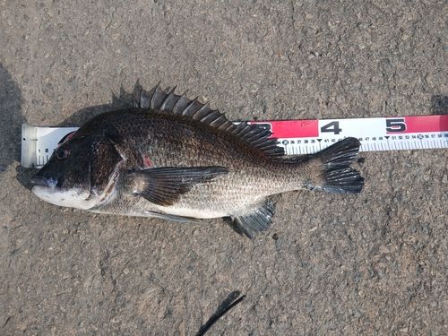 チヌの釣果