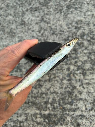 カマスの釣果