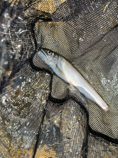 アユの釣果