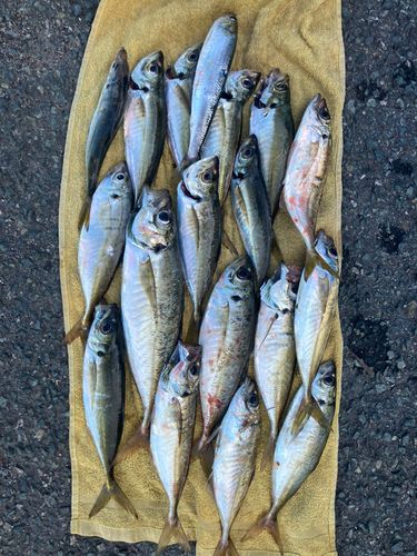 アジの釣果