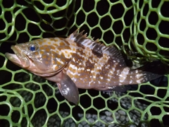キジハタの釣果