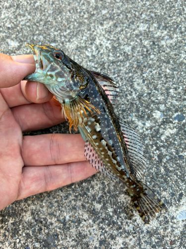アナハゼの釣果