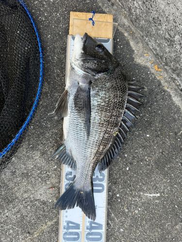 チヌの釣果