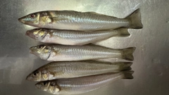 シロギスの釣果