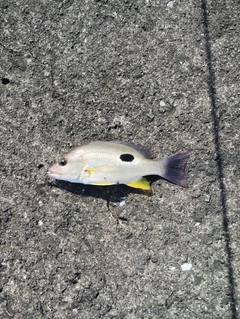 クロホシフエダイの釣果