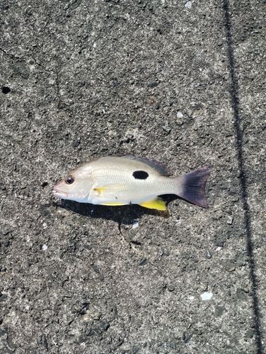 クロホシフエダイの釣果