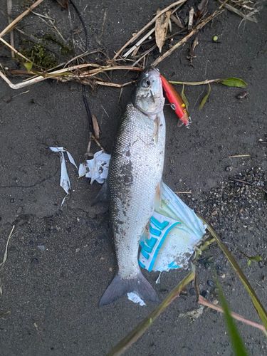 ウグイの釣果