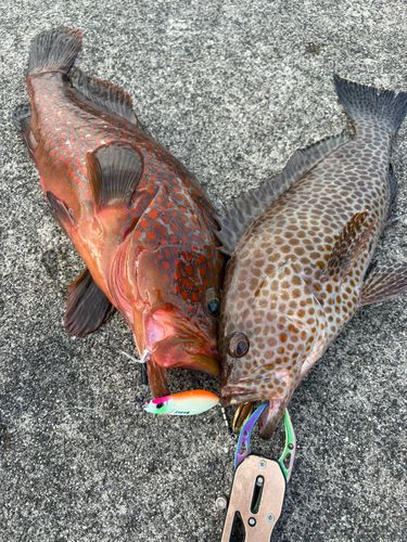 キジハタの釣果