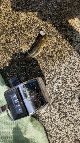 マハゼの釣果