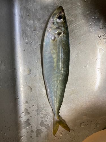 マルアジの釣果