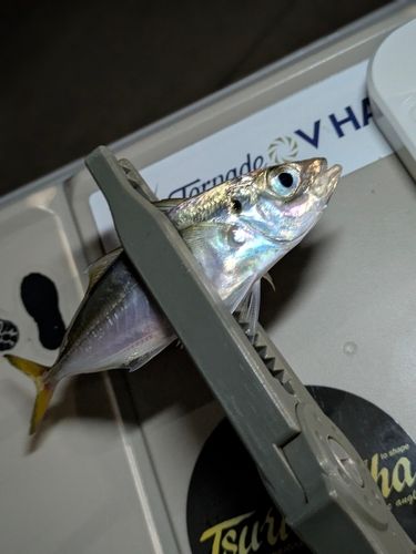 マアジの釣果