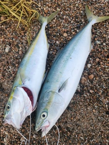 フクラギの釣果