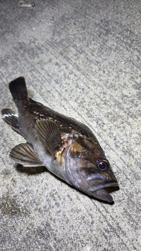 クロソイの釣果