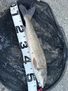 ウグイの釣果