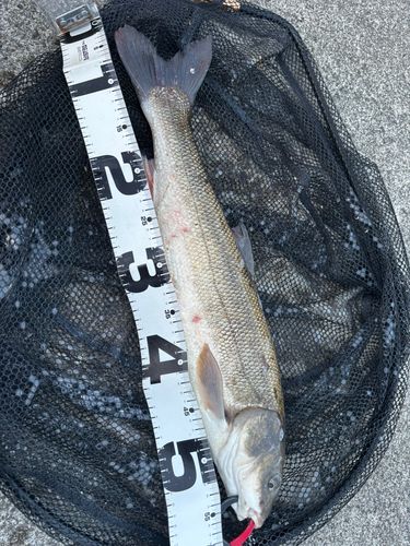 ウグイの釣果
