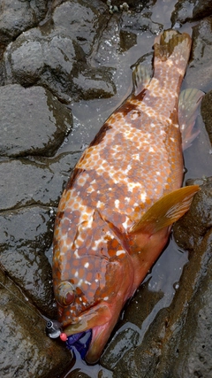 キジハタの釣果