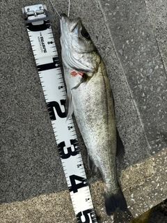 スズキの釣果
