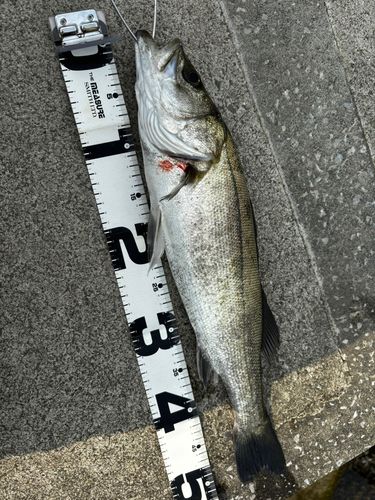 スズキの釣果